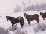 Domestic Horses, in Snow, Colorado, USA Prints by Lynn M. Stone