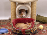 Domestic Cat, 12-Week Kittens Settled into New Home, with Bed and Leisure / Play Centre and Toys Affiches par Jane Burton