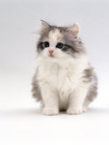 Domestic Cat, 6-Week, Chinchilla-Cross Kitten Prints by Jane Burton
