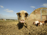 Free Range Organic Sow and Piglets, Wiltshire, UK Posters par T.j. Rich