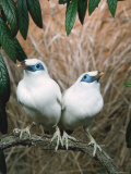 Rothschild's / Bali Mynah Birds (Leucopsar Rothschildi) Posters by Reinhard 