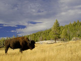 Bison (Bison Bison) Yellowstone National Park, Wyoming, USA Posters by Rolf Nussbaumer