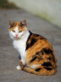 Domestic Cat Sitting (Felis Catus) Europe Prints by Reinhard 