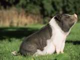 Pot Bellied Pig Sitting, USA Posters par Lynn M. Stone