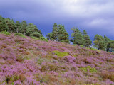 Pine Woodland and Heather, Abernethy RSPB Reserve, Cairngorms National Park, Scotland, UK Posters par Pete Cairns