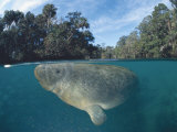Dwest Indian Manatee, Split Level, Homosassa River, Florida, USA Plakat af Jurgen Freund
