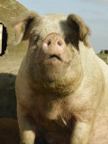 Free Range Organic Sow Portrait, Wiltshire, UK Print by T.j. Rich