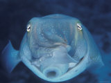 Broadclub Cuttlefish, Face-On, Great Barrier Reef, Australia Kunstdrucke von Jurgen Freund