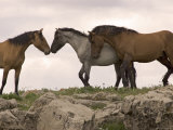 Mustang / Wild Horse Red Dun Stallion Sniffing Mare's Noses, Montana, USA Pryor Print by Carol Walker
