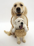 Domestic Dog (Canis Familiaris) Carrying Puppy in Basket Print by Jane Burton