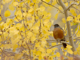 American Robin, Male in Aspen Tree, Grand Teton National Park, Wyoming, USA Posters by Rolf Nussbaumer