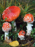 Fly Agaric Toadstools (Amanita Muscaria) Europe Posters par Reinhard 