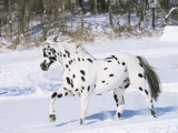 Appaloosa Horse Trotting Through Snow, USA Posters by Lynn M. Stone