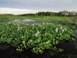Water Hyacinth Covering Lake, Texas, USA Print by Rolf Nussbaumer