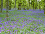 Bluebells Flowering in Beech Wood Perthshire, Scotland, UK Posters par Pete Cairns
