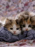 Domestic Cat Kittens, 8-Weeks, Tortoiseshell-And-White Sisters, (Persian-Cross') Photo by Jane Burton