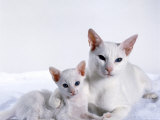 Domestic Cat, Female Foreign White with Kitten Poster by Jane Burton