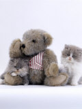 Domestic Cat, Two Persian Kittens with Teddy Bear Photo by Jane Burton