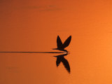 African Skimmer Skimming at Sunset, Chobe National Park, Botswana Poster par Tony Heald