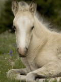 Mustang / Wild Horse Filly Portrait, Montana, USA Pryor Mountains Hma Poster von Carol Walker