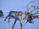 Reindeer Pulling Sledge, Stora Sjofallet National Park, Lapland, Sweden Poster by Staffan Widstrand