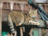 Domestic cat. Photographie par Reinhard 