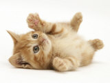 Ginger Domestic Kitten (Felis Catus) Rolling on Back Playing Poster par Jane Burton