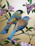 Silver-Eared Mesias (Leiothrix Argentauris), from Asia Poster par Reinhard 