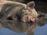 Domestic Pig Wallowing in Mud, USA Poster par Lynn M. Stone