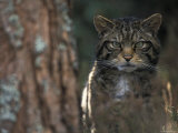 Wild Cat in Pine Forest, Cairngorms National Park, Scotland, UK Fotografía por Pete Cairns