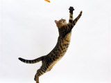 Domestic Cat, Brown Spotted Bengal Female Leaping for Toy Posters par Jane Burton