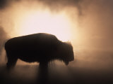 Young Bison, Getting Warmth from Steaming Geyser, Yellowstone, USA Affiches par Pete Cairns