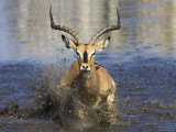 Black Faced Impala, Running Through Water, Namibia Posters by Tony Heald