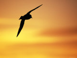 Silhouette of Cape / Pintado Petrel, in Flight, Antarctica Posters by David Tipling