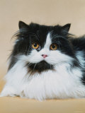Persian Cat, Bicolour (Felis Catus) Posters by Reinhard 