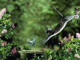 Domestic Cat Leaping at Coal Tit on Bird Bath Posters par Jane Burton