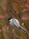 Black Capped Chickadee, Eating Flower Seeds, Grand Teton National Park, Wyoming, USA Prints by Rolf Nussbaumer