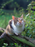 Domestic Cat Watching for Birds, Europe, Looking Up Posters par Reinhard 