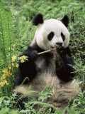 Giant Panda, Wolong Nr, Qionglai Mts, Sichuan, China Kunstdruck von Lynn M. Stone