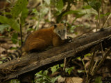 Southern Coati, Amazonia, Ecuador Prints by Pete Oxford