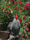 Domestic Chicken, Barred Rock Cochin Bantam Rooster, Iowa, USA Kunstdrucke von Lynn M. Stone