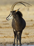 Sable Antelope, Male at Drinking Hole, Namibia Posters par Tony Heald
