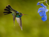 Broad-Billed Hummingbird, Male Feeding on Garden Flowers, USA Posters by Dave Watts