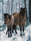 Domestic Horse, Dulmen Ponies, Mare with Foal in Winter, Europe Foto von Reinhard 
