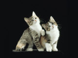 Two Domestic Cat Kittens Looking Up, UK Posters by Jane Burton