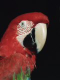 Green Winged Macaw Posters by Lynn M. Stone