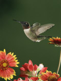 Ruby Throated Hummingbird, Male Flying, Texas, USA Posters by Rolf Nussbaumer