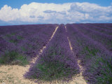 Lavender Field in Flower, Provence, France (Lavendula Angustifolia) Posters by Reinhard 