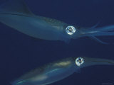 Mating Pair of Big Fin Reef Squids, Indo Pacific Posters af Jurgen Freund