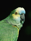Blue Fronted Amazon Parrot Print by Lynn M. Stone